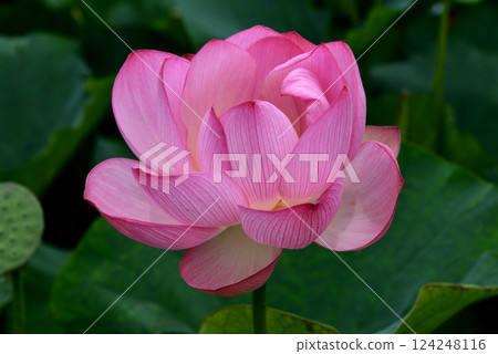 埼玉縣行田市蓮花古村的蓮花 124248116