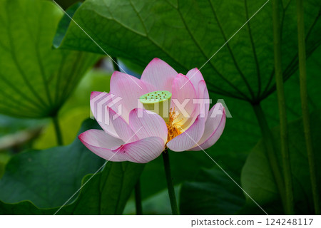 埼玉縣行田市蓮花古村的蓮花 124248117