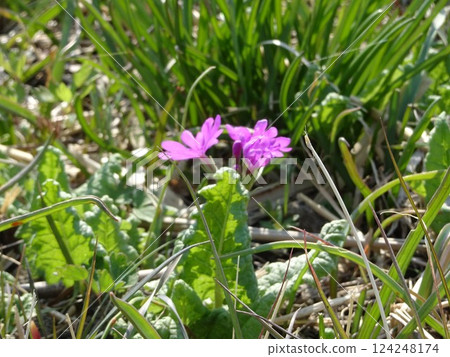 春天的野花 124248174