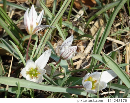 春天的野花 124248176