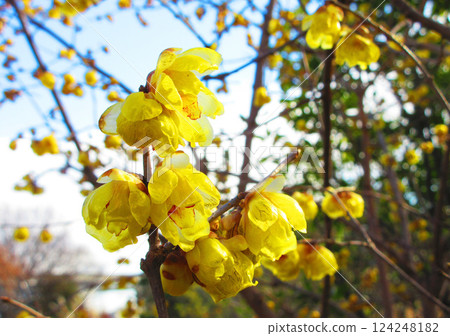 Scenery of yellow wintersweet flowers and blue sky 124248182