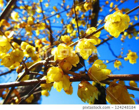 黃色蠟梅花與藍天的風景 124248184