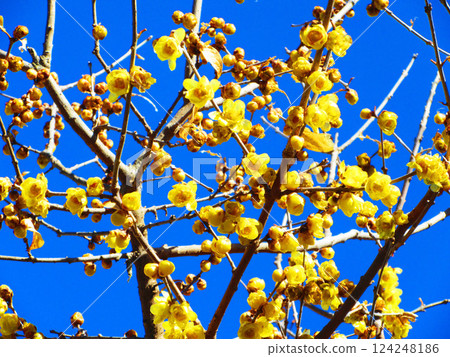 Scenery of yellow wintersweet flowers and blue sky 124248186