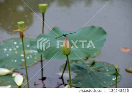 A dragonfly that stops on a lotus bud 124248456