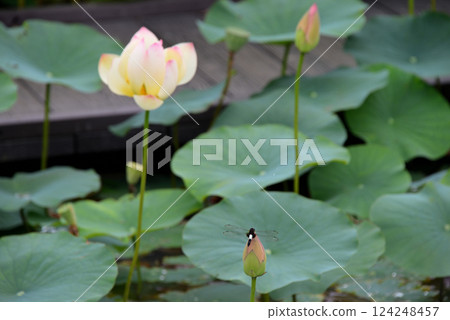 A dragonfly that stops on a lotus flower 124248457
