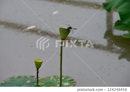 蜻蜓棲息在蓮子上 124248458