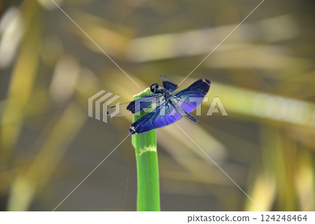 棲息在葉子的蝴蝶蜻蜓 124248464