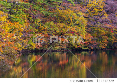 Shirakami-Sanchi World Heritage Site in Autumn: Autumn Foliage at Lake Juniko and Oike Pond 124248726