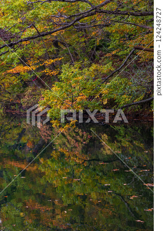 Shirakami-Sanchi World Heritage Site in Autumn: Autumn Foliage at Lake Juniko and Oike Pond 124248727