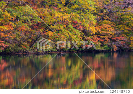 Shirakami-Sanchi World Heritage Site in Autumn: Autumn Foliage at Lake Juniko and Oike Pond 124248730