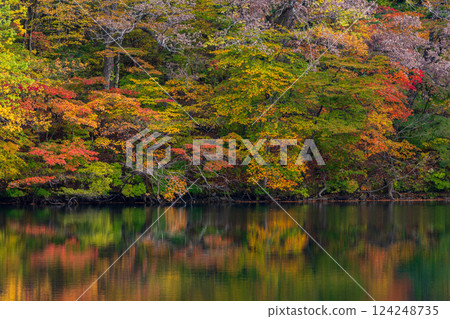 Shirakami-Sanchi World Heritage Site in Autumn: Autumn Foliage at Lake Juniko and Oike Pond 124248735