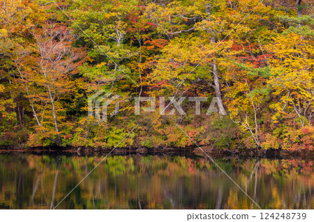 Shirakami-Sanchi World Heritage Site in Autumn: Autumn Foliage at Lake Juniko and Oike Pond Shirakami-Sanchi World Heritage Site in Autumn: Autumn Foliage at Lake Juniko and Oike Pond 124248739