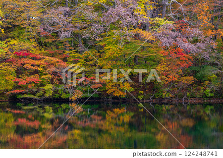 Shirakami-Sanchi World Heritage Site in Autumn: Autumn Foliage at Lake Juniko and Oike Pond Shirakami-Sanchi World Heritage Site in Autumn: Autumn Foliage at Lake Juniko and Oike Pond 124248741