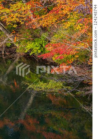 Shirakami-Sanchi World Heritage Site in Autumn: Autumn Foliage at Lake Juniko and Oike Pond Shirakami-Sanchi World Heritage Site in Autumn: Autumn Foliage at Lake Juniko and Oike Pond 124248744