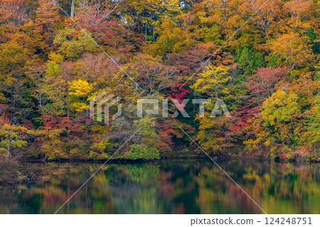 Shirakami-Sanchi World Heritage Site in Autumn: Autumn Foliage at Lake Juniko and Oike Pond Shirakami-Sanchi World Heritage Site in Autumn: Autumn Foliage at Lake Juniko and Oike Pond 124248751