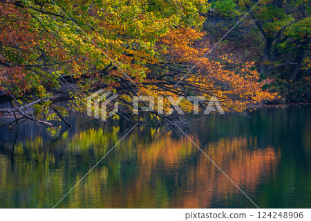 Shirakami-Sanchi World Heritage Site in Autumn: Autumn Foliage at Lake Juniko and Oike Pond 124248906