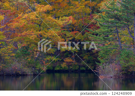 世界遺產白神山地的秋天：十二湖、禦池的紅葉 124248909