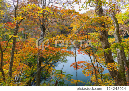 世界遺產白神山地的秋天：十二湖、禦池的紅葉 124248924