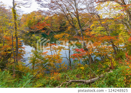 世界遺產白神山地的秋天：十二湖、禦池的紅葉 124248925