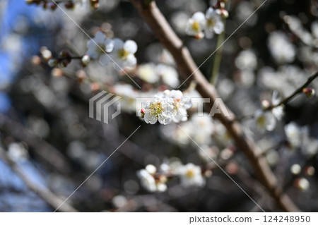 豐裡町櫻花街 124248950