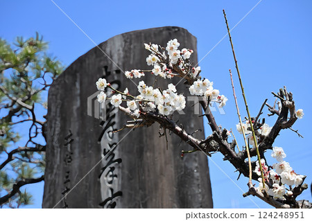 豐裡町櫻花街 124248951