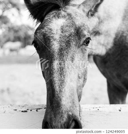 Close up of a horses snout peering over a white fence in a grassy field. The majestic animal, a working and pack animal, grazes on the luscious green grass 124249005