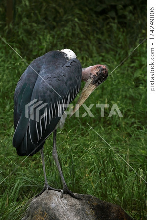 非洲禿鸛梳理羽毛 124249006