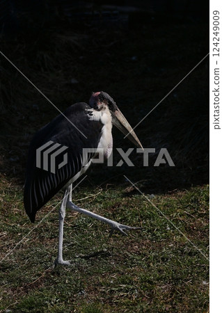 鸛在光線中行走 124249009