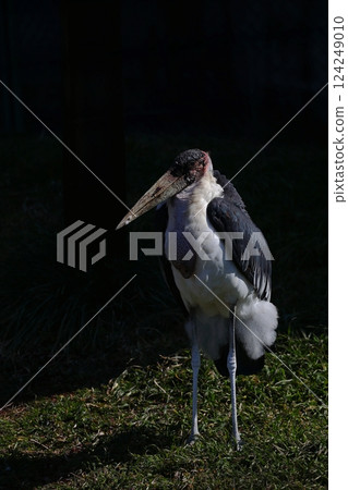 鸛站在陽光下 124249010
