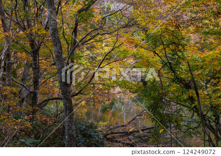 世界遺產白神山地的秋天：十二湖、落口池的紅葉 124249072