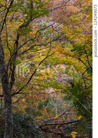 世界遺產白神山地的秋天：十二湖、落口池的紅葉 124249073