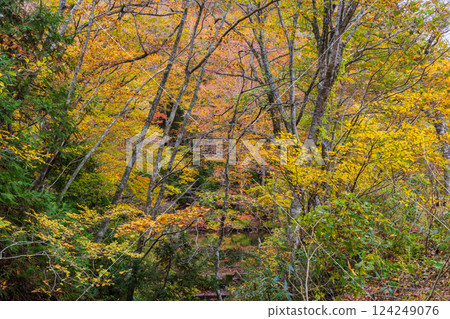World Heritage Site Shirakami-Sanchi in Autumn: Autumn Foliage at Juniko Lake and Ochiguchi Pond 124249076