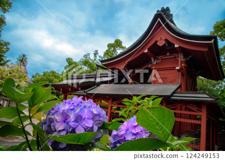 東寺屋島殿內盛開的粉紅繡球花 東寺屋島殿內盛開的粉紅繡球花 124249153