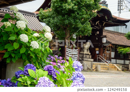 Rokusonno Shrine and hydrangeas 124249158