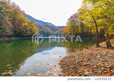 世界遺產白神山地的秋天:十二湖、金鳥葉池的紅葉 世界遺產白神山地的秋天:十二湖、金鳥葉池的紅葉 124249232