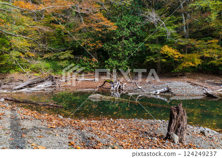 世界遺產白神山地的秋天:十二湖、金鳥葉池的紅葉 世界遺產白神山地的秋天:十二湖、金鳥葉池的紅葉 124249237