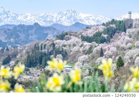 [長野縣] 小川村櫻花 124249350