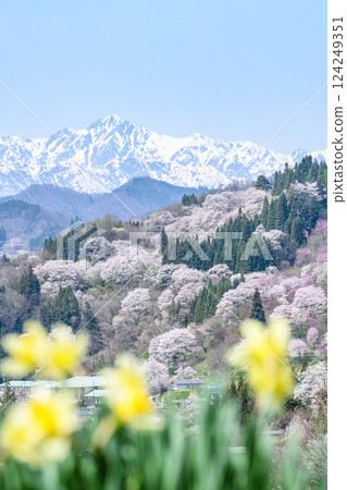 [長野縣] 小川村櫻花 124249351
