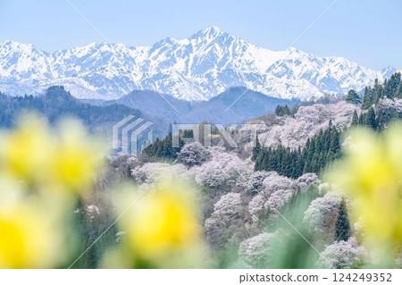 [長野縣] 小川村櫻花 124249352