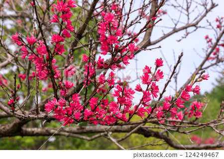 北海道由仁町：菊花般的開花植物菊桃盛開的菊花 [5月] 124249467