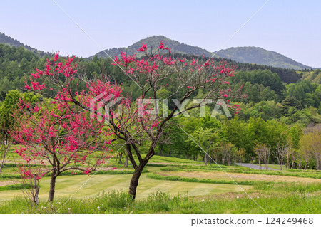 Yuni Town, Hokkaido: Chrysanthemum-like flowers blooming in the chrysanthemum-like flowering plant, Kikumomo [May] 124249468