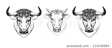 Cow and bull head hand drawn set, vintage engraving cattle for farm products, milk, agriculture. Vector logo symbol isolated on white background. 124249864