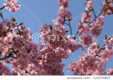 Pink early-blooming Kawazuzakura flowers blooming in a park in early spring Pink early-blooming Kawazuzakura flowers blooming in a park in early spring 124249867