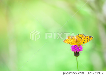 [長野縣]霧峰高原：高山植物 124249917