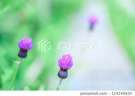 [Nagano Prefecture] Yashimagahara Marshland Alpine Plants 124249920