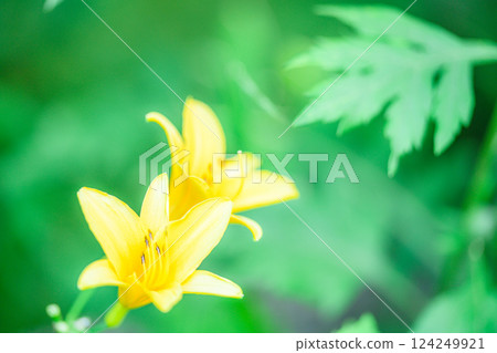 [Nagano Prefecture] Yashimagahara Marshland Alpine Plants 124249921
