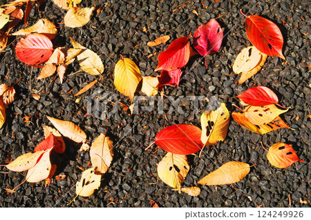 Autumn leaves and trees with red leaves 124249926