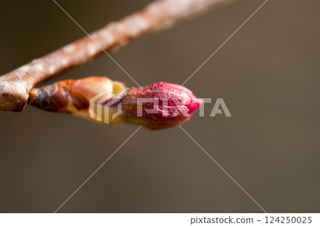 Sakura Kawazu cherry blossom buds Sakura Kawazu cherry blossom buds 124250025