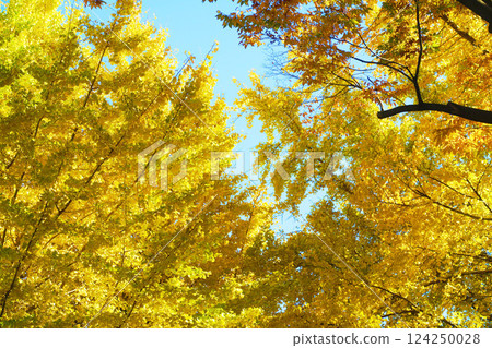 Scenery of yellow ginkgo leaves at Toneri Park (Adachi Ward, Tokyo) (photographed in 2024) Scenery of yellow ginkgo leaves at Toneri Park (Adachi Ward, Tokyo) (photographed in 2024) 124250028