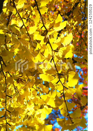 Scenery of yellow ginkgo leaves at Toneri Park (Adachi Ward, Tokyo) (photographed in 2024) 124250029